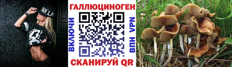 omg сайт  где купить наркотик  Осинники  Псилоцибиновые грибы Psilocybe 
